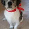 Images de profil de Amelie - Blooming Pets - Petsitting et garde d'animaux Ă domicile