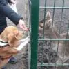 Images de profil de Amelie - Blooming Pets - Petsitting et garde d'animaux Ă domicile