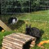 Images de profil de Amelie - Blooming Pets - Petsitting et garde d'animaux à domicile