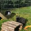 Images de profil de Amelie - Blooming Pets - Petsitting et garde d'animaux Ă domicile