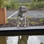 Flash   American Bully Mâle - Garde d'animaux à domicile