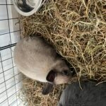 Luna   Nain Femelle - Garde d'animaux à domicile