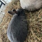 Daisy   Nain Femelle - Garde d'animaux à domicile