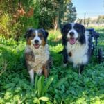 Maika   Berger Australien Femelle - Garde d'animaux à domicile