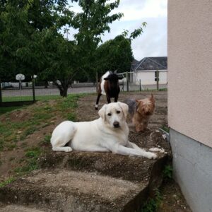 Images de profil de Gaelle - Blooming Pets - Petsitting et garde d'animaux à domicile