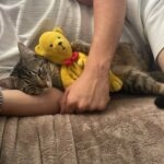 Tigresse   Abyssin Femelle - Garde d'animaux à domicile