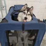 Neven   Siberian Husky Mâle - Garde d'animaux à domicile