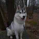 Veïkko   Siberian Husky Femelle - Garde d'animaux à domicile