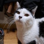 Figaro   Chat de gouttière (Commun) Mâle stérilisé - Garde d'animaux à domicile