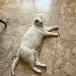 Minette   European Shorthair (Européen) Femelle - Garde d'animaux à domicile