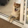 Images de profil de Myriam - Blooming Pets - Petsitting et garde d'animaux à domicile