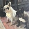 Images de profil de Myriam - Blooming Pets - Petsitting et garde d'animaux à domicile
