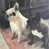 Images de profil de Myriam - Blooming Pets - Petsitting et garde d'animaux à domicile