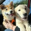 Images de profil de Myriam - Blooming Pets - Petsitting et garde d'animaux à domicile