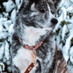 Freyja   Akita Inu Femelle - Garde d'animaux à domicile