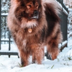 Jhokkaï   Eurasier Mâle - Garde d'animaux à domicile