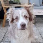 Azur   Berger Australien Mâle - Garde d'animaux à domicile