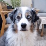 Iris   Berger Australien Femelle - Garde d'animaux à domicile