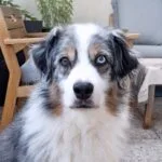 Iris   Berger Australien Femelle - Garde d'animaux à domicile