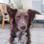 Lilith   Croisé Femelle - Garde d'animaux à domicile