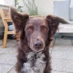 Lilith   Croisé Femelle - Garde d'animaux à domicile