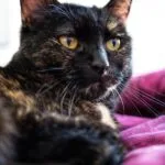 Shebba   Croisé Femelle - Garde d'animaux à domicile