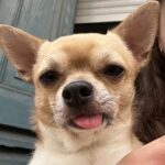 Bao   Chihuahua Mâle - Garde d'animaux à domicile