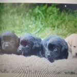 Appy   Labrador Retriever Femelle - Garde d'animaux à domicile