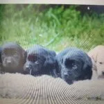 Appy   Labrador Retriever Femelle - Garde d'animaux à domicile