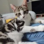 Kalin   Chat de gouttière (Commun) Mâle stérilisé - Garde d'animaux à domicile