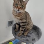 Altess   Chat de gouttière (Commun) Femelle - Garde d'animaux à domicile