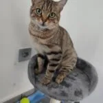 Altess   Chat de gouttière (Commun) Femelle - Garde d'animaux à domicile