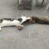 Images de profil de Marion - Blooming Pets - Petsitting et garde d'animaux à domicile