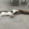 Images de profil de Marion - Blooming Pets - Petsitting et garde d'animaux à domicile