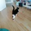 Images de profil de Marion - Blooming Pets - Petsitting et garde d'animaux à domicile