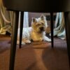 Images de profil de Marion - Blooming Pets - Petsitting et garde d'animaux à domicile