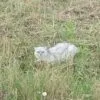 Images de profil de Marion - Blooming Pets - Petsitting et garde d'animaux à domicile