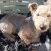 Images de profil de Marion - Blooming Pets - Petsitting et garde d'animaux à domicile