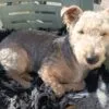 Images de profil de Marion - Blooming Pets - Petsitting et garde d'animaux à domicile