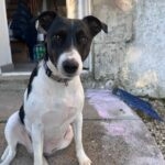 Prada   Jack Russell Terrier Femelle - Garde d'animaux à domicile