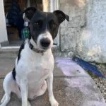 Prada   Jack Russell Terrier Femelle - Garde d'animaux à domicile