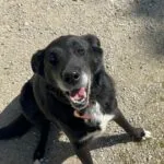 Idole   Labrador Retriever Femelle - Garde d'animaux à domicile
