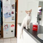 Foxi   Chat de gouttière (Commun) Mâle stérilisé - Garde d'animaux à domicile