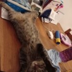 Tigrou   Chat de gouttière (Commun) Mâle stérilisé - Garde d'animaux à domicile
