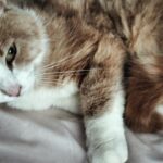 Caramel   Chat de gouttière (Commun) Mâle stérilisé - Garde d'animaux à domicile