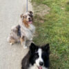 Images de profil de Maïwenn - Blooming Pets - Petsitting et garde d'animaux à domicile