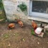 Images de profil de Maïwenn - Blooming Pets - Petsitting et garde d'animaux à domicile