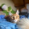 Images de profil de Maïwenn - Blooming Pets - Petsitting et garde d'animaux à domicile