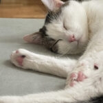 Gigi   European Shorthair (Européen) Mâle stérilisé - Garde d'animaux à domicile
