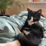 Emmi Emmi Abyssin Femelle stérilisée - Garde d'animaux à domicile